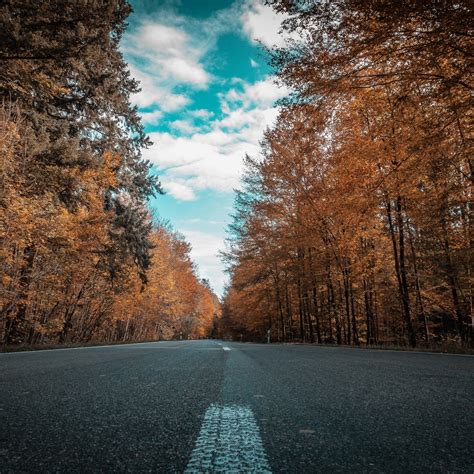 2048x2048 Alone Road Forest Autumn Golden Trees Ultra 4k Ipad Air Hd