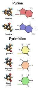 Pyrimidine The Definitive Guide Biology Dictionary