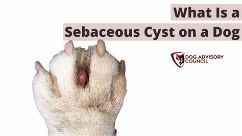 What Is A Sebaceous Cyst On A Dog All You Should Know Dog Advisory