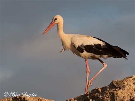 White Stork Birding In Portugal Individual Bird Watching Holiday