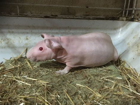 Gorgeous Skinny Pig Boy Guinea Pig For Sale Near Me In Railway Terrace