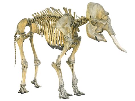 3d Elephant Skeleton Hd Model Turbosquid 1567376