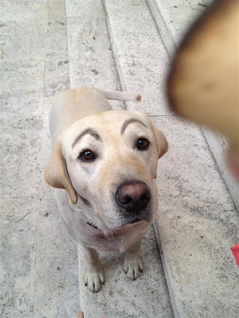 28 Hilarious Photos Of Dogs With Fake Eyebrows That Will Make Your Day