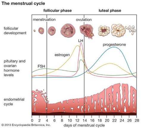 The Menstrual Cycle Explained Bambody