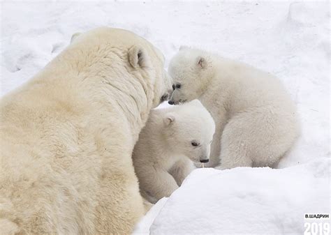 Ultimate Love As Hero Mother Gerda Shows Off Her Polar Bear Cubs In