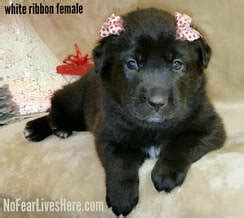 Come see our german shepherd puppies & other puppies for sale today. Welcome To NoFearLivesHere K9's - Amazing, Family ...