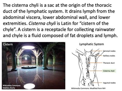 Cisterna Chyli Rmedterm