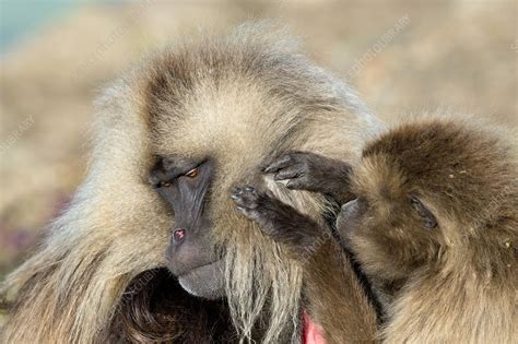Female Gelada Baboon Grooming A Male Stock Image C0229256 Science Photo Library
