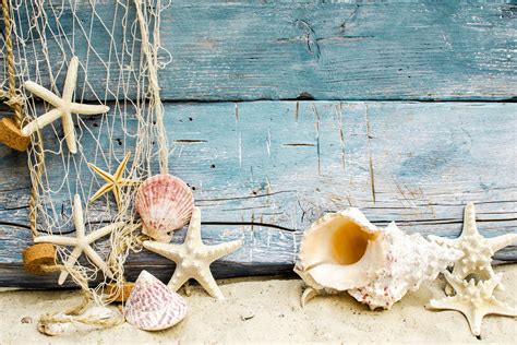 Seashells On Florida Beach Wallpaper