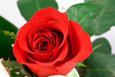 Free Photo Red Rose Close Up Beautiful Red Petals Free Download