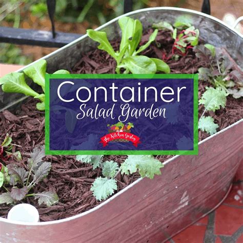 Planting A Container Salad Garden The Kitchen Garten