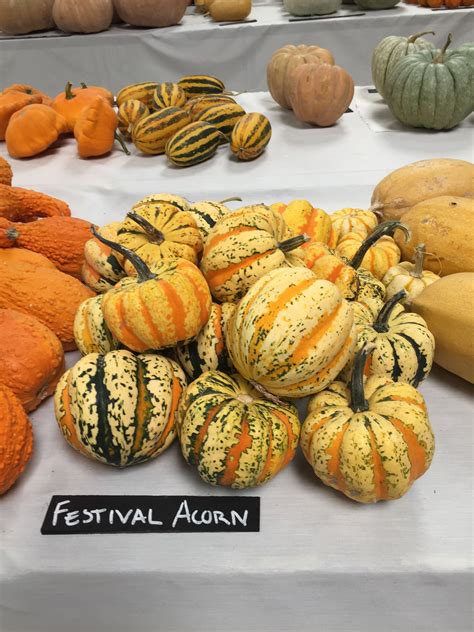 Festival Acorn Squash Acorn Squash Food Vegetables