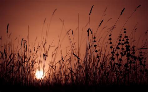Grass Sunset Sunrise Bokeh Nature Landscape Wallpapers Hd