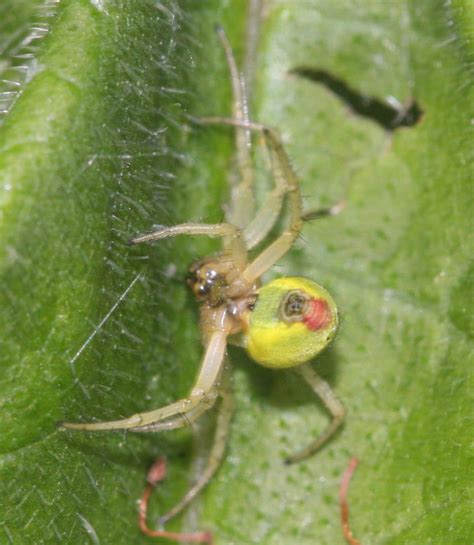 Green jumping spiders are beautiful and large jumping spiders. Cucumber Green Orb Spider | NatureSpot