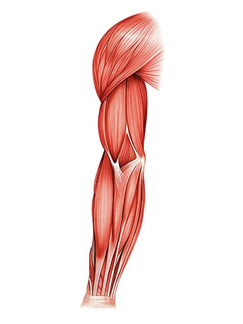 Muscles Of Right Upper Arm 3 Photograph By Asklepios Medical Atlas