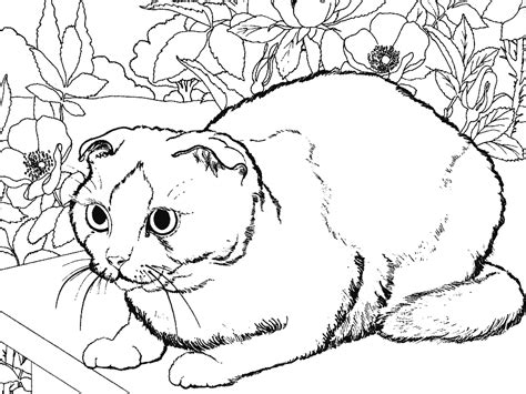 Cat 1928 Animals Printable Coloring Pages