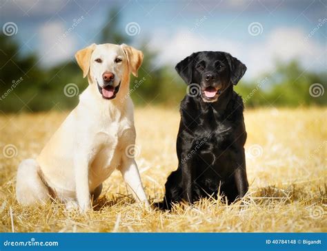 Two Labradors Stock Photo Image Of Sitting Labrador 40784148