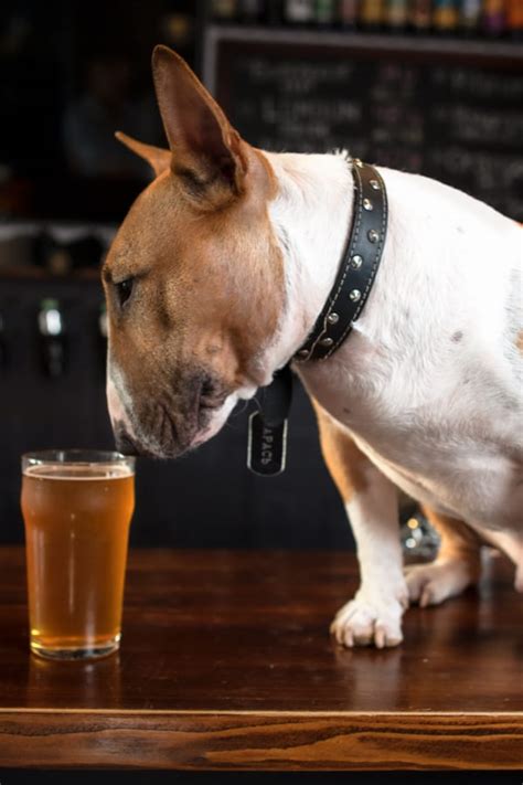 How Much Beer Does A Dog Need To Get Drunk