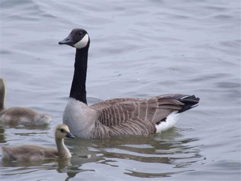 Canadian Goose & baby | Canadian goose, Goose, Canada goose