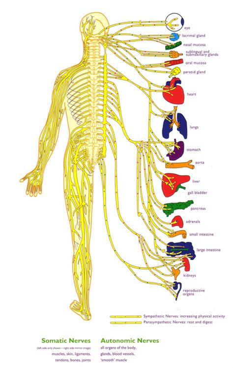 Diagram showing the major divisions of the vertebrate nervous system. Beginner's Guide to the Human Nervous System | Nervous ...