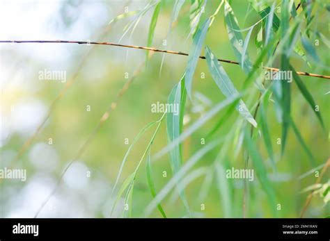 Salix Babylonica Var Or Pekinensis Or Pendula Or Weeping Willow Or