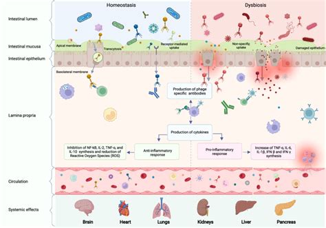 Direct Interactions Between Phages And The Immune System In Homeostasis
