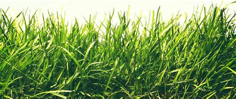 More images for the tall grass genre » Fescue - What You Need to Know