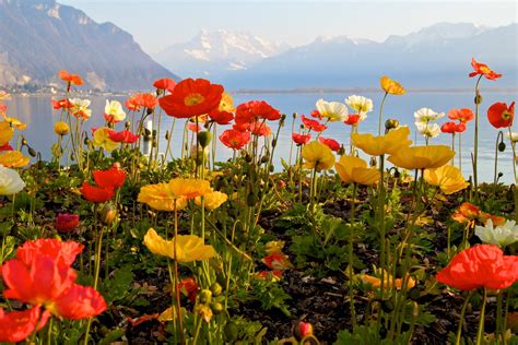 Sky Mountain Lake Flower Poppies Hd Wallpaper