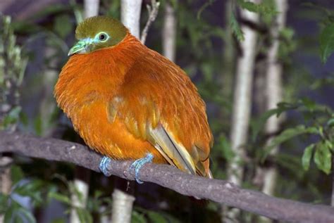 About Bird Watching In Fiji The Most Trusted Source On Fiji