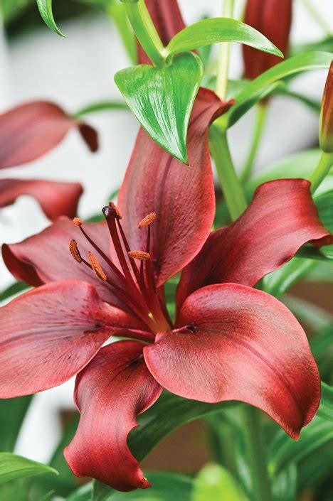 There is a mix of real and artificial flowers in abigail's flower shop. Lilies: How to Grow & Care for Lily Flowers and Bulbs ...