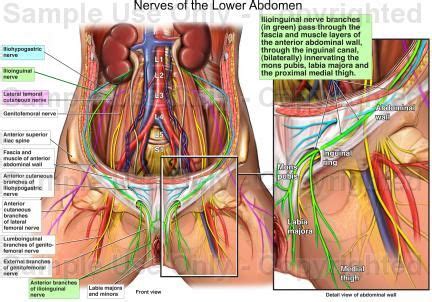 Here's what could be causing it and when you should seek emergency treatment. The nervous system of the abdomen, lower back, and pelvis