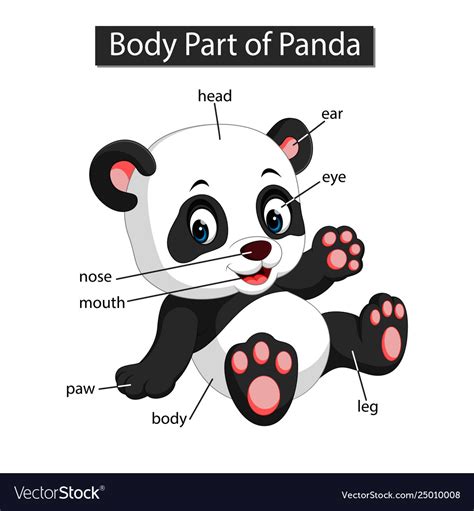 It is composed of many different types of cells that together create tissues and subsequently organ systems. Diagram showing body part panda Royalty Free Vector Image