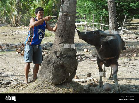 Farmer With His Water Buffalo Carabao In A Rice Field Philippines