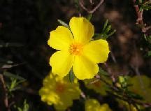 Flor de la mar atau flor do mar (bunga lautan) merupakan sebuah kapal jenis karak seberat 400 tan milik portugal dan berpetualangan di samudera luas pada awal 1500an. Jarilla - EcuRed