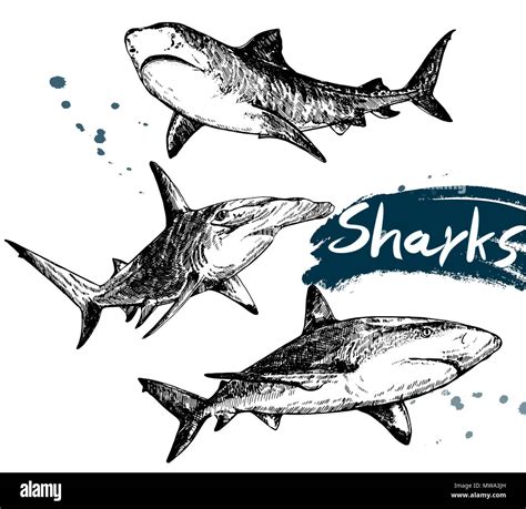 Set Of Hand Drawn Sketch Style Sharks Isolated On White Background