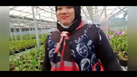 kebun anggrek tiga dolok youtube