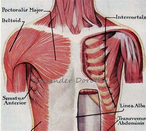 Muscles Trunk Torso Anterior Human Anatomy Vintage Medical Chart 1930s