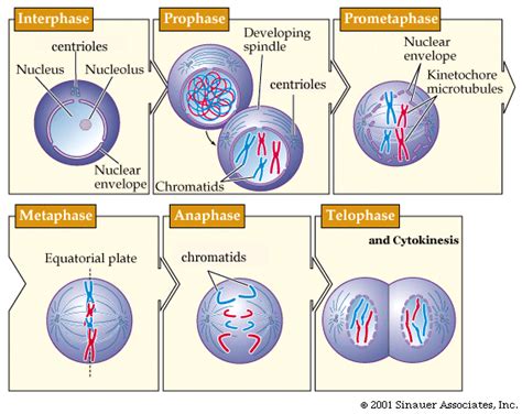 In animal cells, cytokinesis occurs by a process known as cleavage. Alnepo Buzz: animal cell undergoing mitosis
