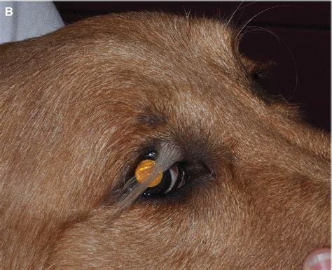 Canine Eyelids Veterian Key