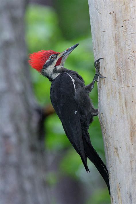 A Female Pileated Woodpecker Clinging Photograph By George Grall