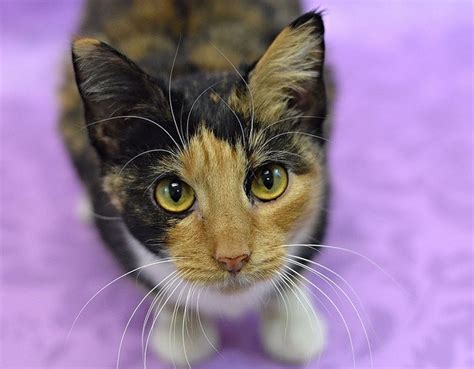 Ezik supports both the shelter and rescue group by treating sick/injured pets so that they can ultimately. Pet of the Week: Meet Joy the Kitty at Eleventh Hour ...