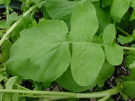Is that leafs is (nonstandard) while leaves is or leaves can be. Interesting recipes of radish leaves - Farmizen