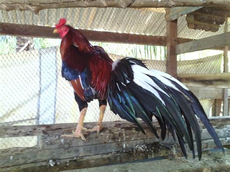 Pembiak Ayam Ratu Lhk Dan Sg Induk Ganoi Ori Import Dr Otai