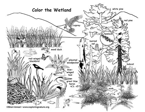 Animals and their habitats matching activity. Wetland Coloring Page