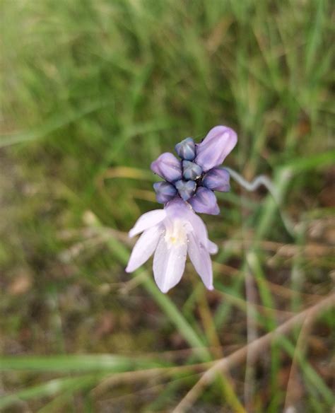 Small Purple Wildflower Shown In Several Stages Of Blooming Flowers