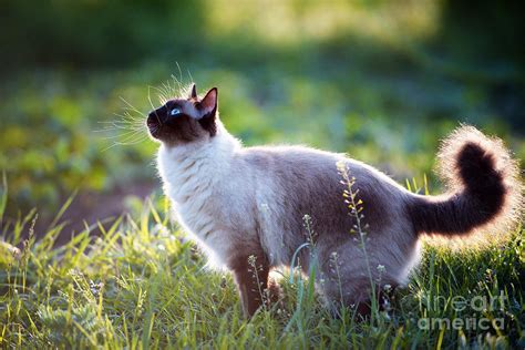 The Beautiful Brown Cat Siamese Photograph By Bershadsky Yuri Pixels