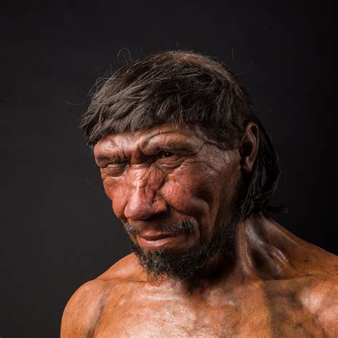 Moesgaard Museum Meet The Neanderthals In November