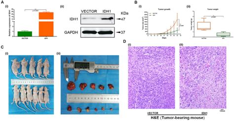 Overexpression Idh1 Suppressed Rcc Cell Growth In Vivo A