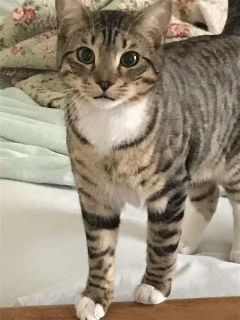 Tabby Bengal Cat Mix Melodie Aponte