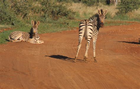 Free Images Zebra Wildlife Terrestrial Animal Mammal Vertebrate